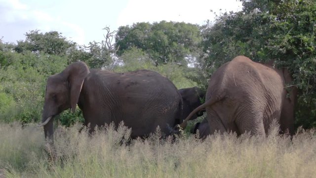 Elephant herd eats leaves, swing tails, puff up dust cloud from bottom and flap ears in summer of South Africa in the Kruger National Park