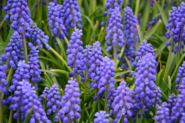 blue flowers in early spring in the garden