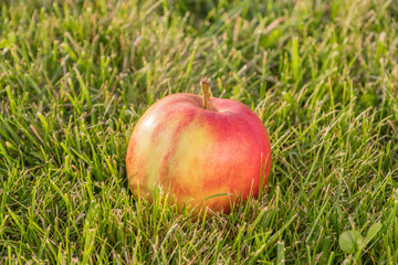 Ripe apple on the grass