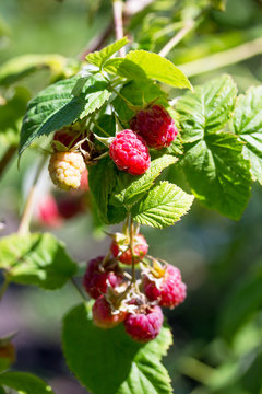 Ripe red raspberries on the raspberry plantation in the garden in the open air.