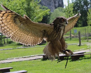 Flight