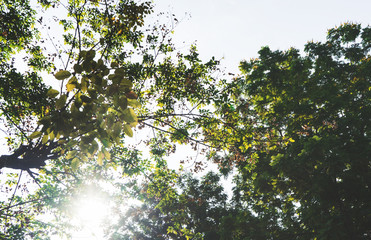 Green trees during the morning sunrise in the park.