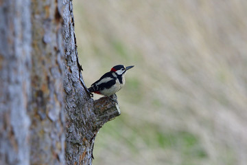 Buntspecht im Wald