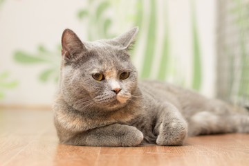 Light-colored cat with red spots and short hair lies on the floor