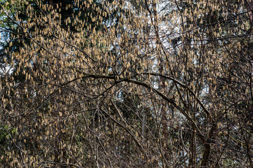 spring blossoms and leaves on blur background