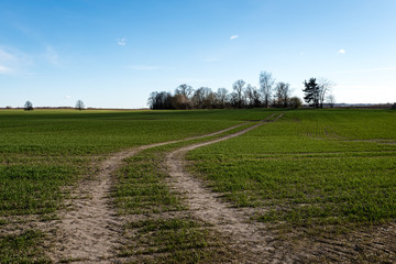 forest road with sun rays in the morning