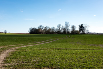 forest road with sun rays in the morning