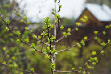 Hawthorn bush in the garden. Shallow depth of field.