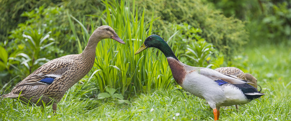 indian runner ducks
