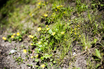 sunny meadow with flowers and green grass