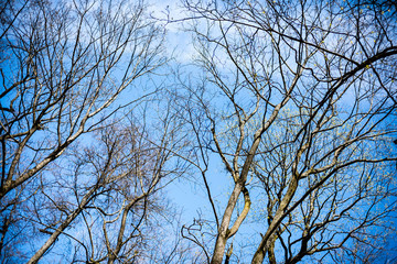 Trees in the forest - the crown of leaves against the sky
