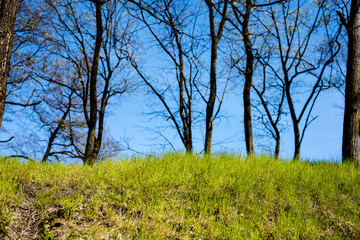 Trees in the forest - the crown of leaves against the sky