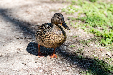 Flock of Ducks