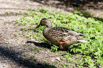 Flock of Ducks