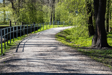 forest road with sun rays in the morning