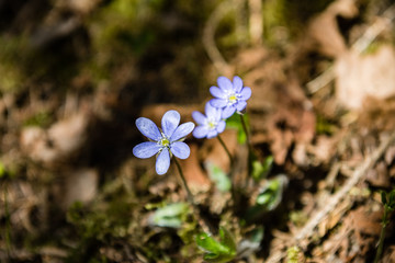 sunny meadow with flowers and green grass