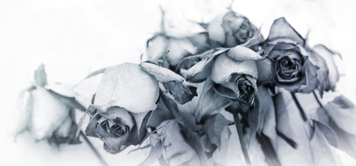 faded roses concept