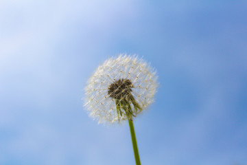 Blooming white blowball with blue sky and clouds
