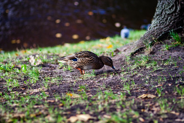 Flock of Ducks