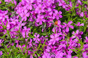 Violet phlox with green trunk and leaves
