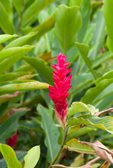 alpinia