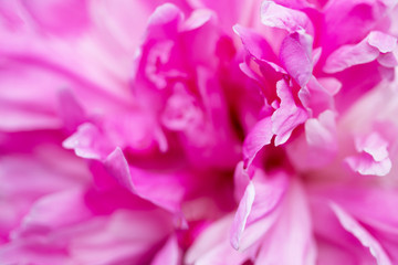 Background of the petals. Peony pink close-up.