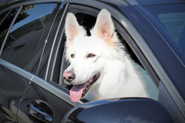 Hund beim autofahren
