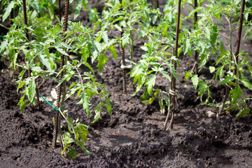 Plantation of young seedlings with tomatoes in the garden outdoors.