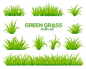 Vector tufts of grass isolated on white background - 152097722