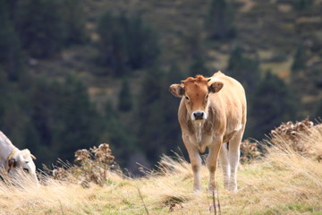 Veau dans les Pyrénées
