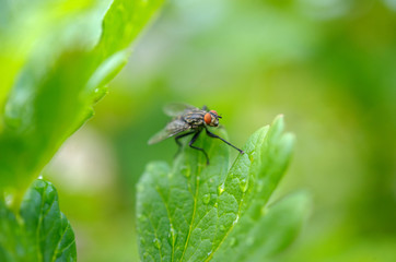 fly the vacationer on a green leaf in a garden