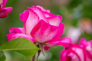 Rose in foreground on garden background, violet