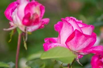 Rose in foreground on garden background, violet