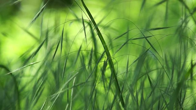 Green background