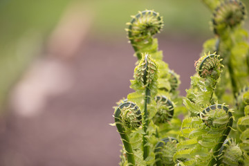 Young fern grass