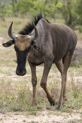 Naklejka na ściany i meble Gnou à queue noire, Connochaetes taurinus, Parc national Kruger, Afrique du Sud