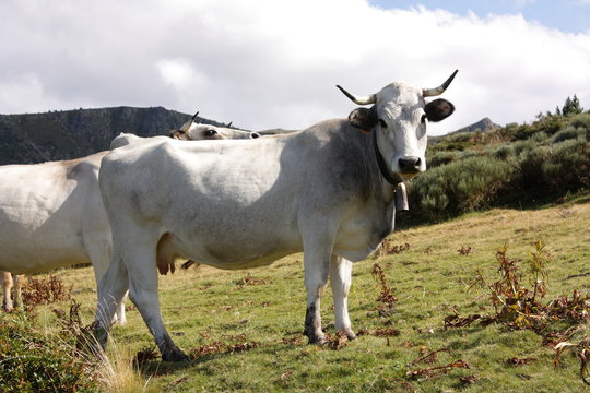 Vache gasconne dans les Pyr&eacute;n&eacute;es