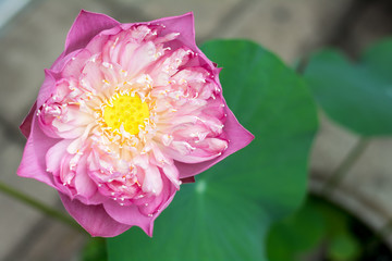 pink lotus