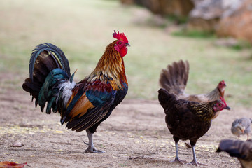 Verwilderter Hahn auf Kauai, Hawaii, USA.