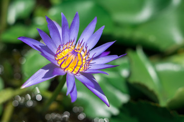 Lotus of thailand