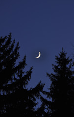 Obraz na płótnie Canvas Ночной лес. Луна