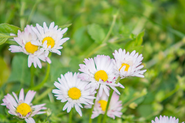 Obraz na płótnie Canvas white flower in foreground on garden background