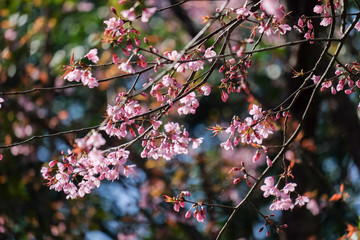 Wild Himalayan Cherry