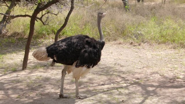 Wide shot of serious ostrich slowly walking in the shade and pecking on the ground looking for food on sand clearing against bushveld trees. Drop neck down and lift head up