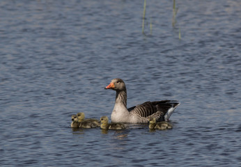 Geese and goslings
