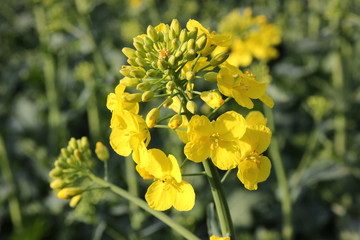 rape field in flower