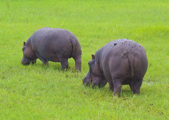 Two Hippo grazing on the lawn