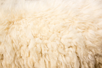 white wool texture background