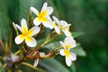 Blossoming of mango tree, Mango flower consists of 5 petals of white on the edges and yellow at the...