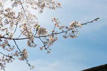 Beautiful cherry blossom sakura in spring time over blue sky.